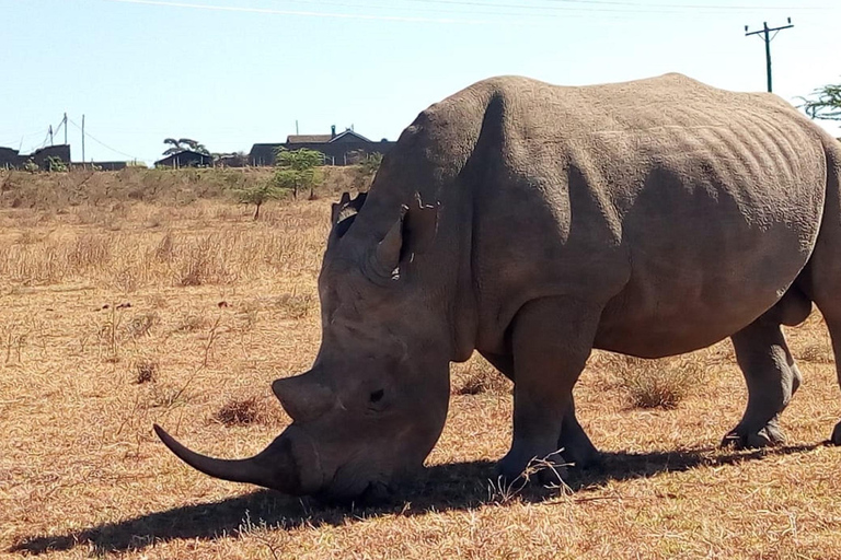 From Arusha: Tarangire National Park Private Full-Day Tour