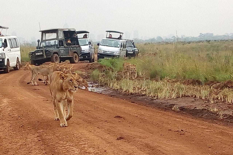 Desde Arusha: tour privado de día completo al Parque Nacional Tarangire