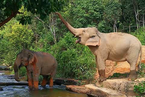 Chiang Mai: Ethical Elephant Observation Experience