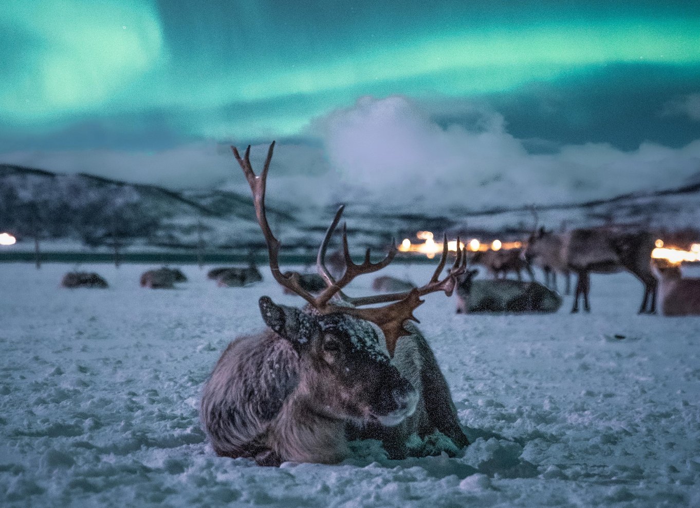 Tromsø: Middag i rensdyrlejr med mulighed for at se nordlyset