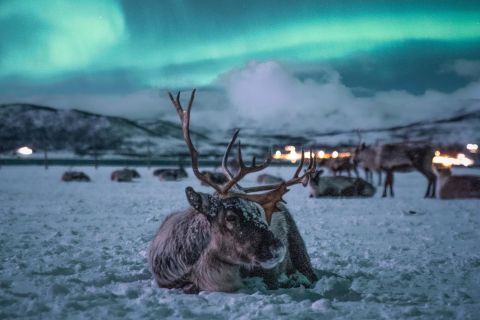 Da Tromsø: slitta con le renne, cena e aurora boreale