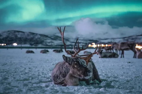 Tromsø: Reindeer Sled, Dinner, and Northern Lights Day Trip