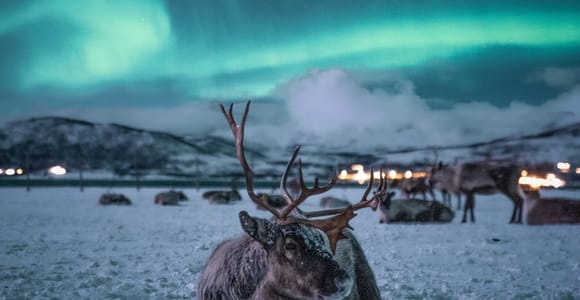 Tromsø: Reindeer Sled, Dinner, and Chance of Northern Lights