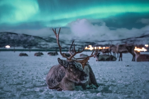 Aurora boreal na Noruega: Melhores lugares, tours e dicas! - Além da  Fronteira
