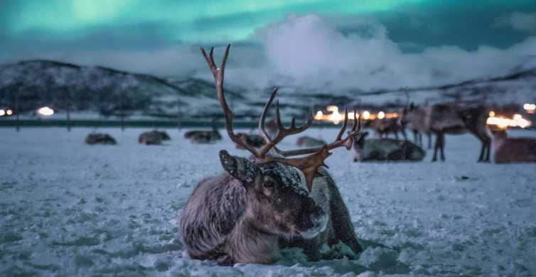 Tromsø Reindeer Sled Dinner and Northern Lights Day Trip GetYourGuide