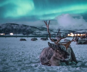 Tromsø: Excursión de un día con trineo de renos, cena y aurora boreal