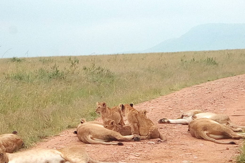 From Nairobi: Amboseli National Park 2-Day, 1-Night Trip