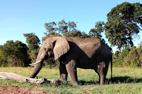 From Nairobi: Amboseli National Park 2-Day, 1-Night Trip