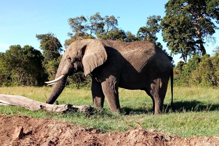 From Nairobi: Amboseli National Park 2-Day, 1-Night Trip