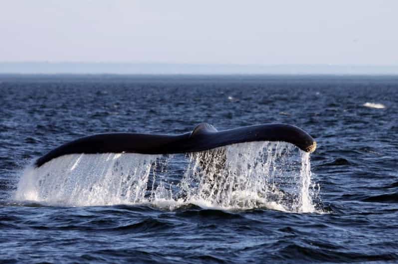 Tadoussac or BaieSainteCatherine Whale Watching Cruise GetYourGuide