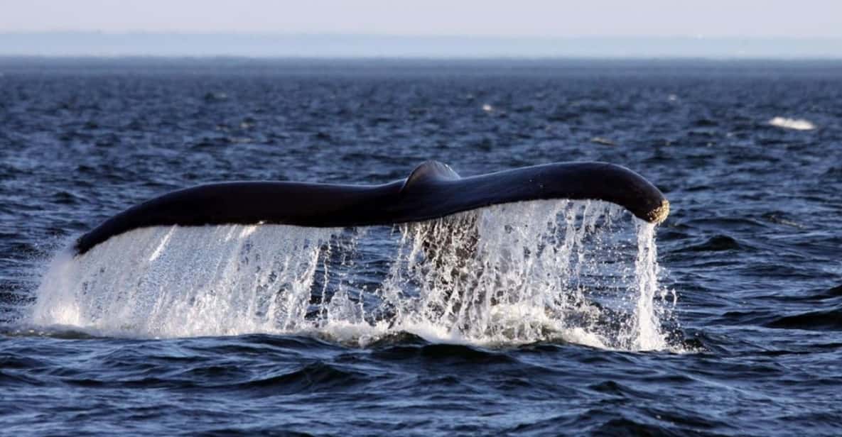 Tadoussac or Baie-Sainte-Catherine: Whale Watching Cruise