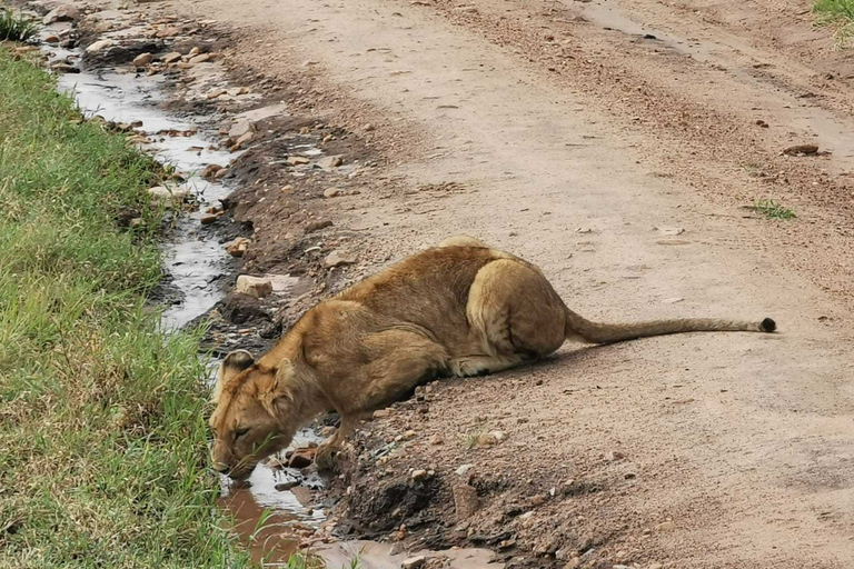 Excursion d'une journée complète au Conservatoire Ol Pejeta au départ de Nairobi