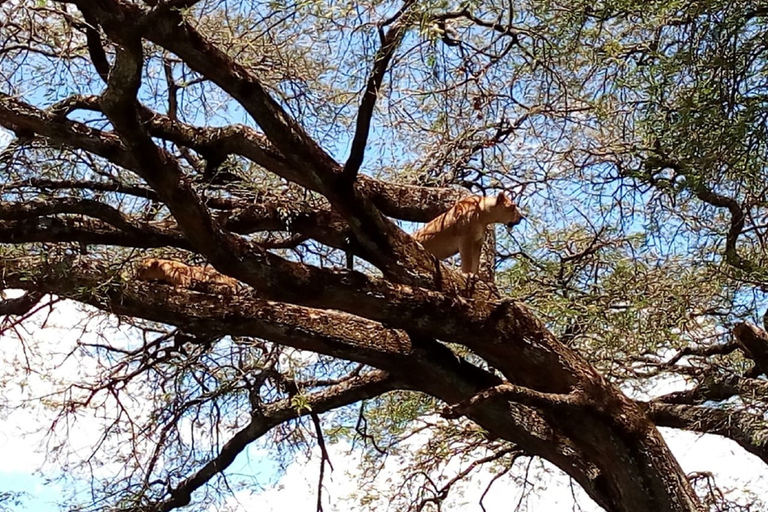 Ol Pejeta Conservancy Ganztagestour von Nairobi aus