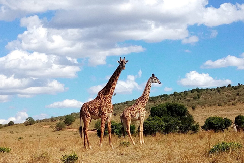 Excursion d'une journée complète au Conservatoire Ol Pejeta au départ de Nairobi