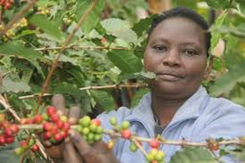 Nairobi: Coffee Farm and Factory Tour with Tasting