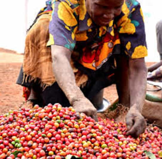 Nairobi Coffee Farm and Factory Tour with Tasting GetYourGuide
