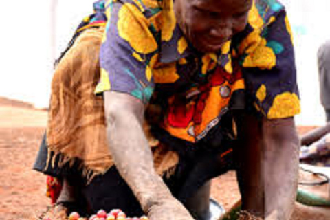 Nairobi: Coffee Farm and Factory Tour with Tasting