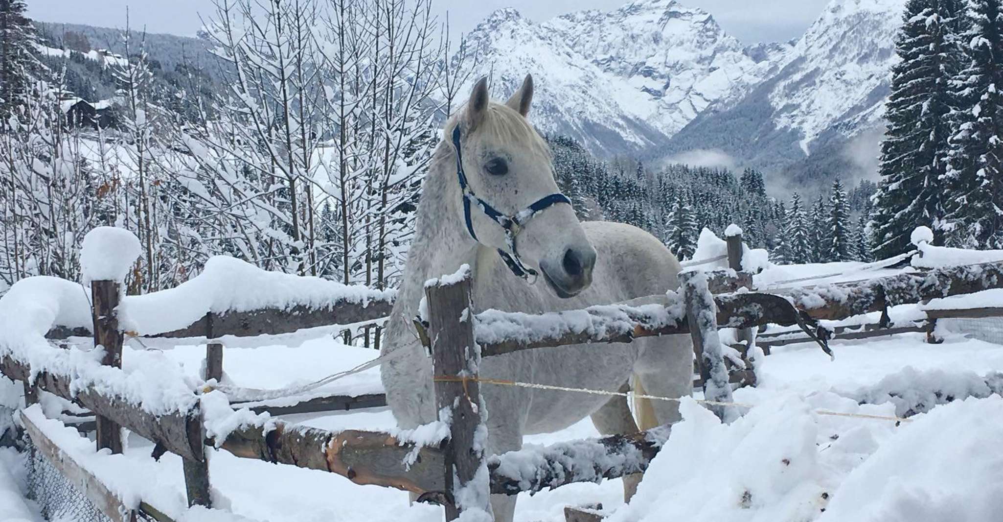 De Bansko, experiencia de montar a caballo - Hizvo
