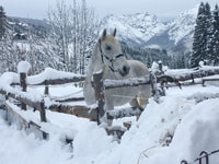 De Bansko, Expérience d'équitation - Hizvo