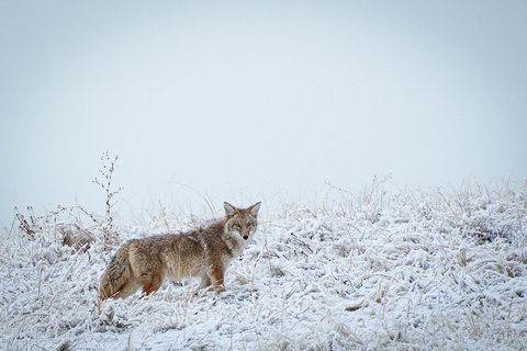 Denver: Rocky Mountain National Park Wildlife TourHalbtagestour