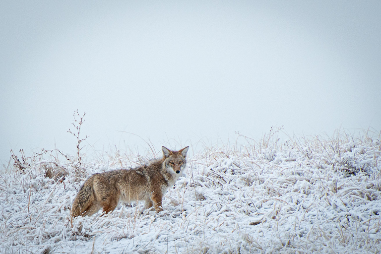 Denver: Rocky Mountain National Park Wildlife Tour Half-Day Tour