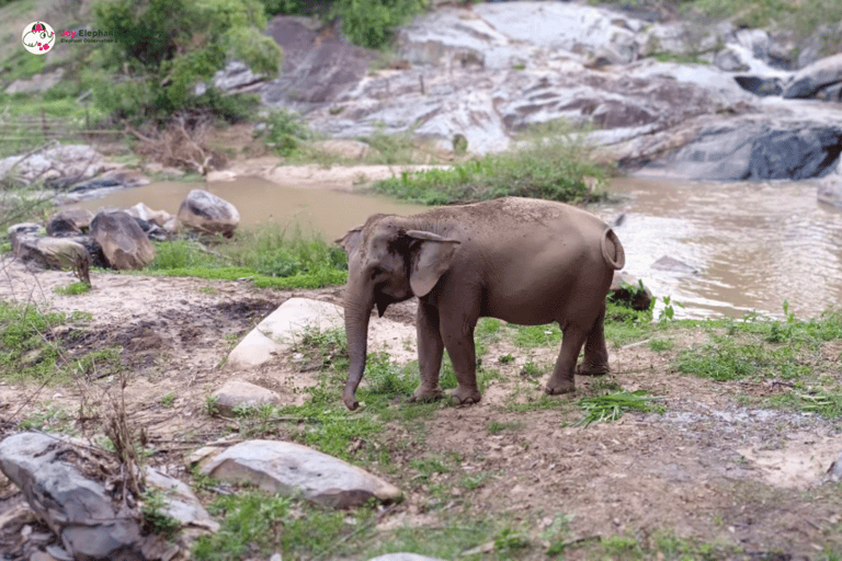 Chiang Mai : Visite et randonnée au Doi Inthanon et au Sanctuaire des éléphants