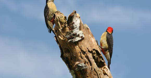 La Fortuna Bird Watching Tour with Naturalist Guide