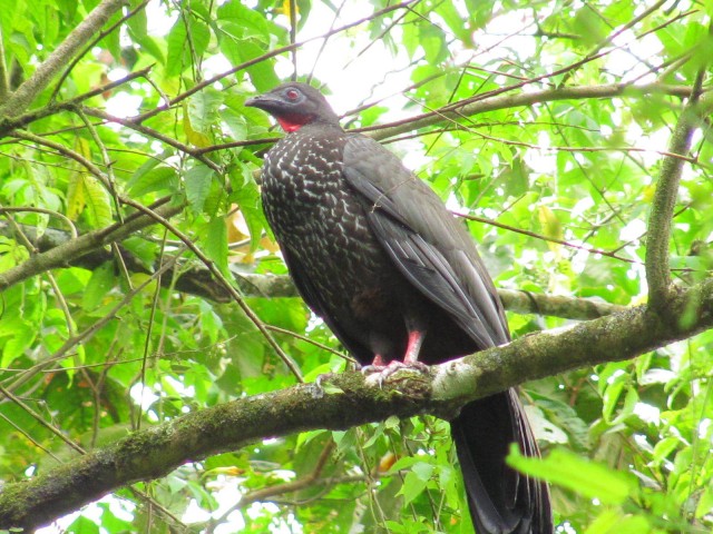 Visit La Fortuna Bird Watching Tour with Naturalist Guide in Suzhou, China