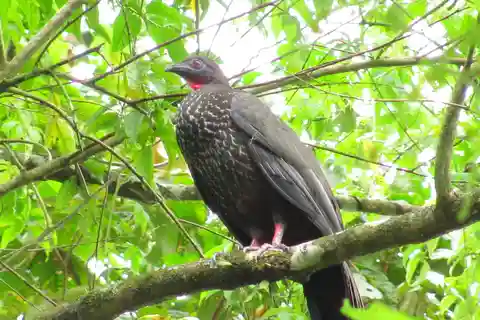 Fågelskådningsturné i La Fortuna med naturalistisk guide
