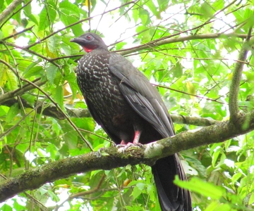 La Fortuna Bird Watching Tour with Naturalist Guide