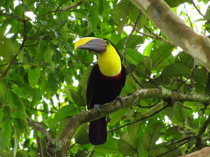 La Fortuna Bird Watching Tour with Naturalist Guide | GetYourGuide