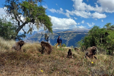 3 jours de trekking et d'observation de la faune dans les montagnes du Simien3 jours d'aventure, de repérage de la faune et de trekking dans le mont Simien