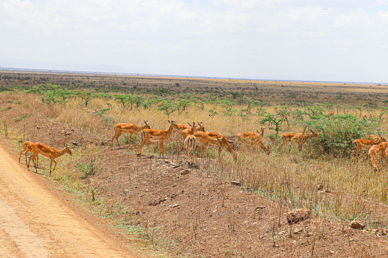 Nairobi National Park: Half-Day TripNairobi National Park: Half-Day Trip in a 4X4