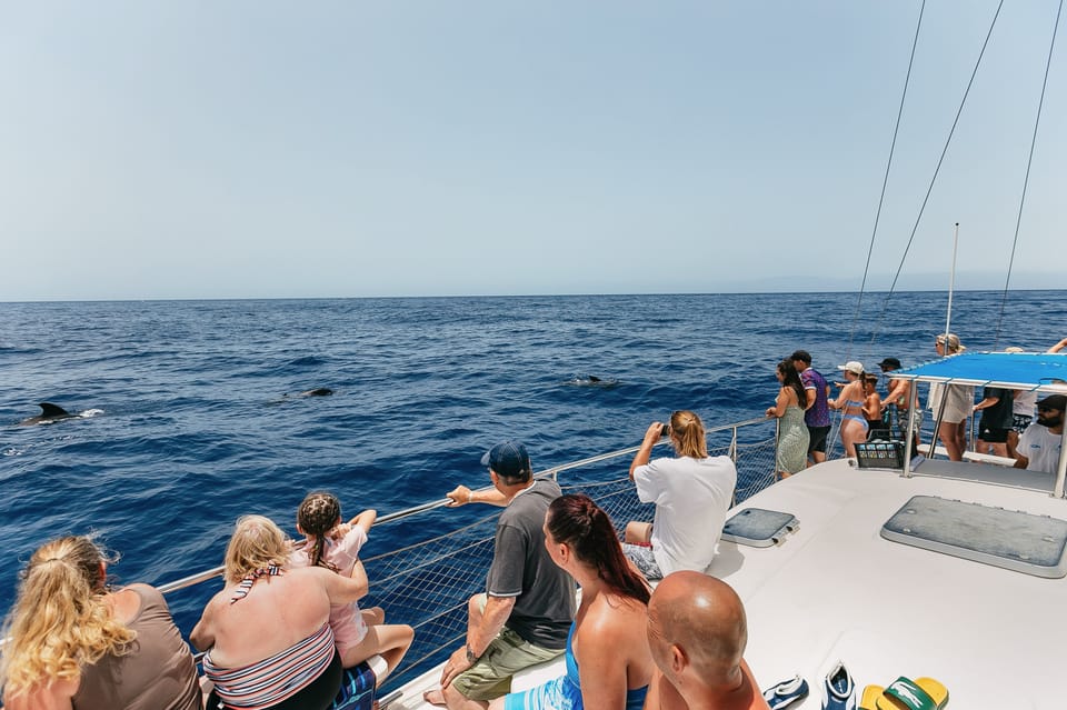 Costa Adeje Whale Watching Catamaran Tour With Drinks GetYourGuide Costa Adeje Whale Watching Catamaran Tour With Drinks GetYourGuide