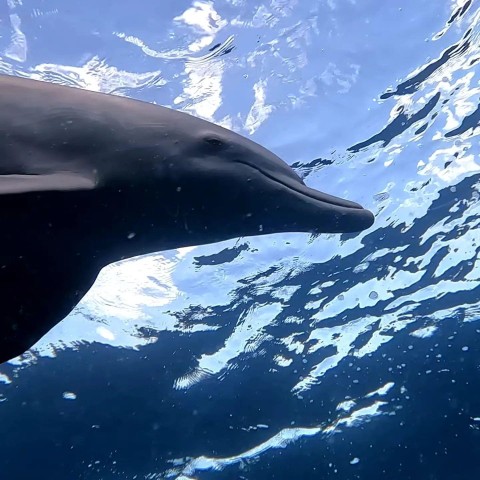 Visit Île aux Bénitiers: Swim with Dolphins & BBQ Lunch in Île aux Bénitiers, Mauritius