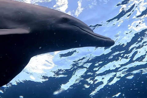 Île aux Bénitiers: zwemmen met de dolfijnen en barbecuelunch