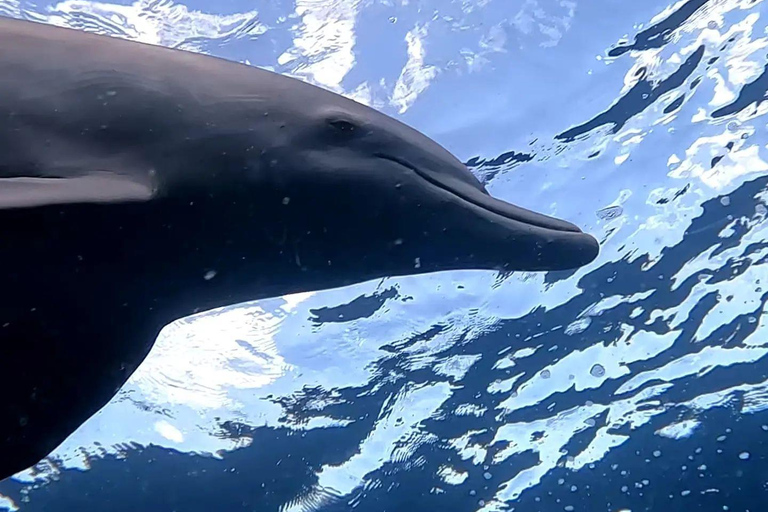 Île aux Bénitiers: Nado con delfines y comida barbacoa