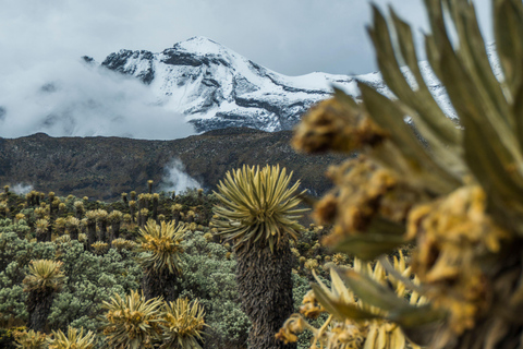 Bogotá to Cali: Private Luxury Journey through the Andes and Coffee