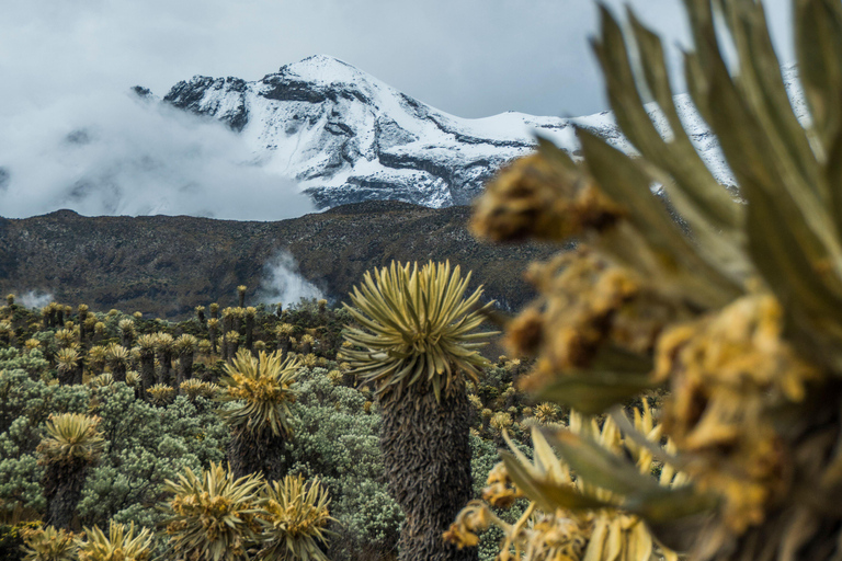 Bogotá to Cali: Private Luxury Journey through the Andes and Coffee
