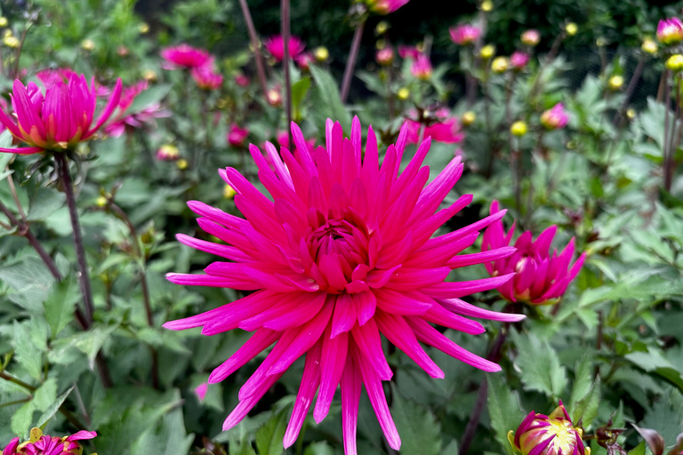 Région des bulbes : Tour cycliste des dahlias