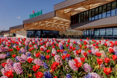 Amsterdam: Halbtägige Blumenfelder und Keukenhof Fahrradtour