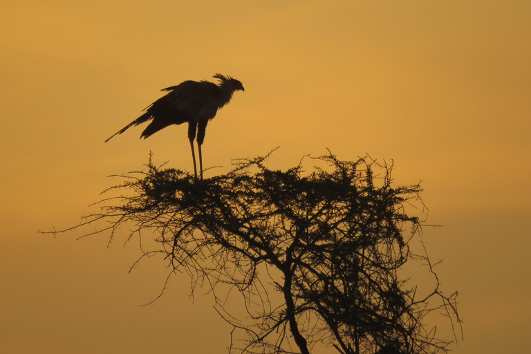 Explore a Day Trip To Tarangire National Park Experience Day Trip To Tarangire National Park