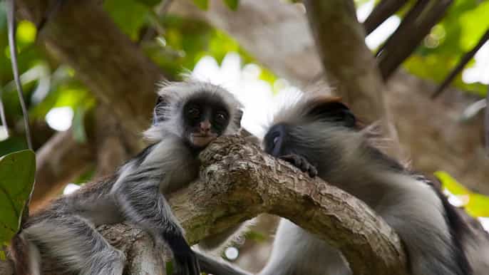 stone town jozani chwaka bay national park halfday tour