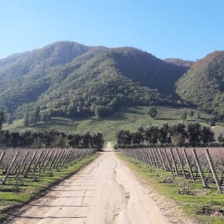 Private Full-Day Wine Tasting Tour in Colchagua Valley