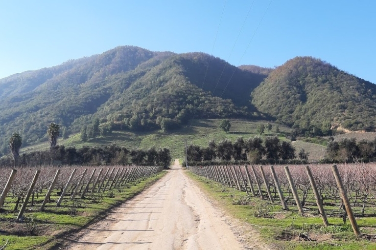 Prywatna całodniowa degustacja wina w dolinie Colchagua