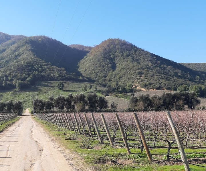 Excursión Privada de un Día a Catar Vinos en el Valle de Colchagua