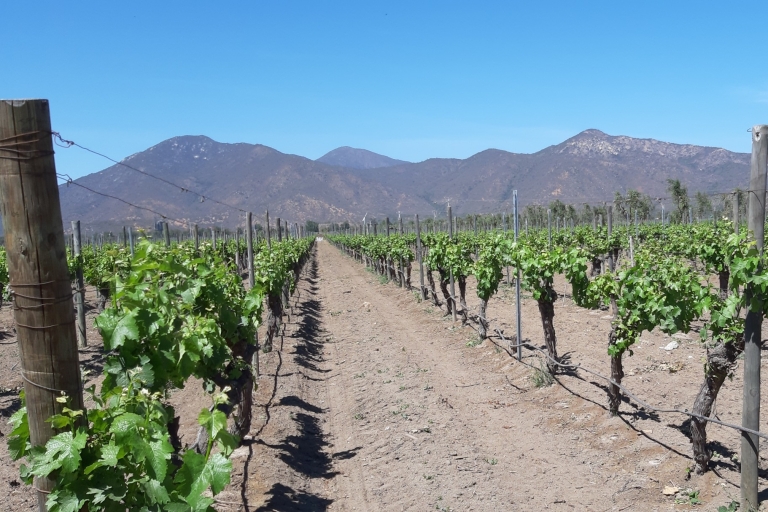 Journée privée de dégustation de vins dans la vallée de Colchagua