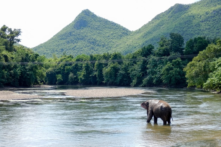 De Bangkok: ElephantsWorld Kanchanaburi 2-Day Experience