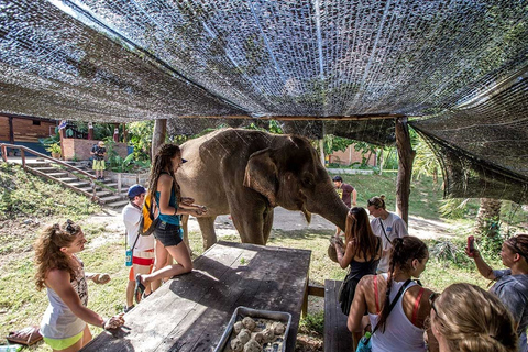 Aus Bangkok: ElephantsWorld Kanchanaburi 2-tägige Erfahrung