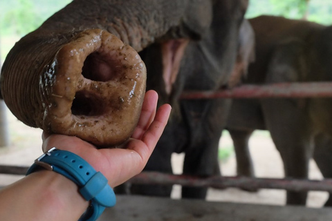 Från Bangkok: ElephantsWorld Kanchanaburi 2-dagars upplevelse